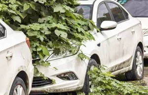 China’s Struggle with Abandoned EVs: Are They the New Polluters? China’s Struggle with Abandoned EVs: Are They the New Polluters?