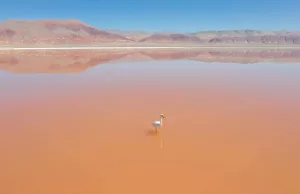 The Lithium Boom in Europe is Putting Pressure on South American Ecosystems The Lithium Boom in Europe is Putting Pressure on South American Ecosystems