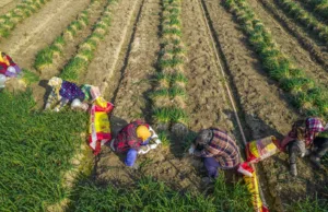 China starts a food fight over Western EV tariffs China starts a food fight over Western EV tariffs