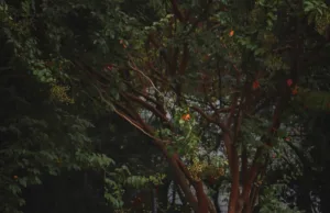 BYD and Xpeng Stocks Jump on Potential EU Policy Shift BYD and Xpeng Stocks Jump on Potential EU Policy Shift